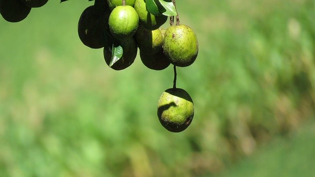 Descărcare gratuită Mango Fruit Tree - fotografie sau imagini gratuite pentru a fi editate cu editorul de imagini online GIMP