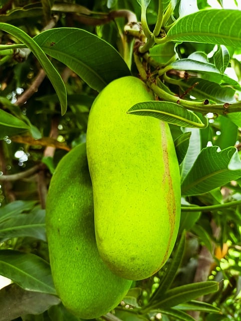 Descarga gratis mango verde mango fruta árbol jugoso imagen gratis para editar con el editor de imágenes en línea gratuito GIMP