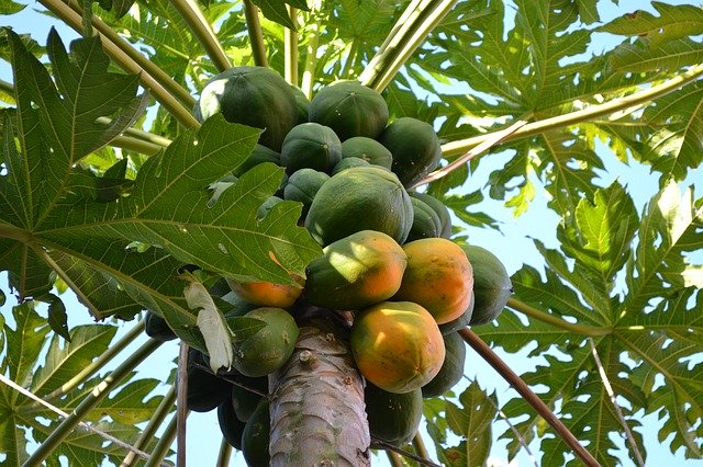 Free download Mango Tree Fruit -  free photo or picture to be edited with GIMP online image editor