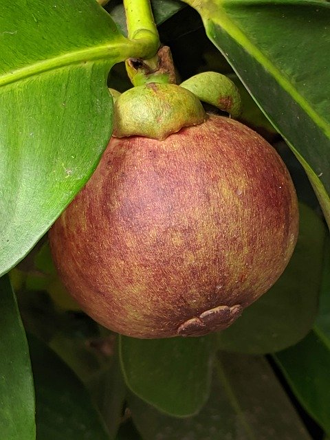 Free download Mangousteen Fruit Mangosteen -  free photo or picture to be edited with GIMP online image editor