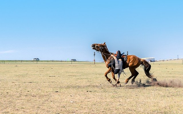 Free picture Man Grassland Horse -  to be edited by GIMP free image editor by OffiDocs