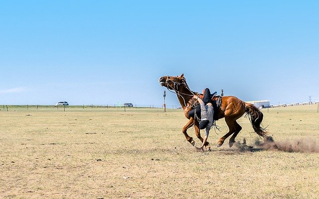 Free download Man Grassland Horse -  free photo or picture to be edited with GIMP online image editor