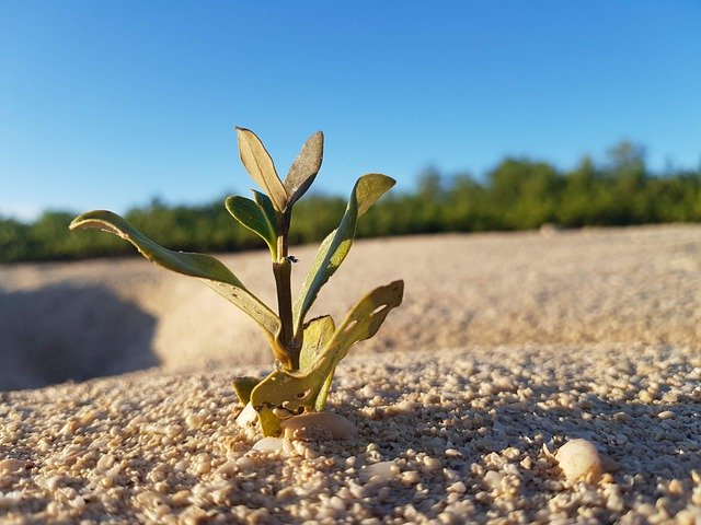 Free download Mangrove Beach Alone -  free free photo or picture to be edited with GIMP online image editor