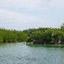 mangrove forest  screen for extension Chrome web store in OffiDocs Chromium