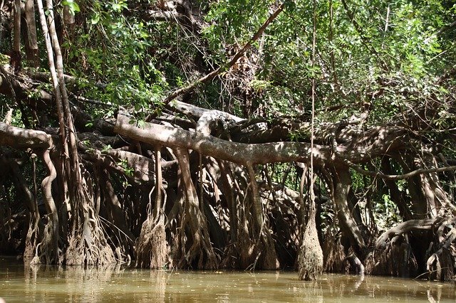 Free download Mangroves River Forest -  free photo or picture to be edited with GIMP online image editor
