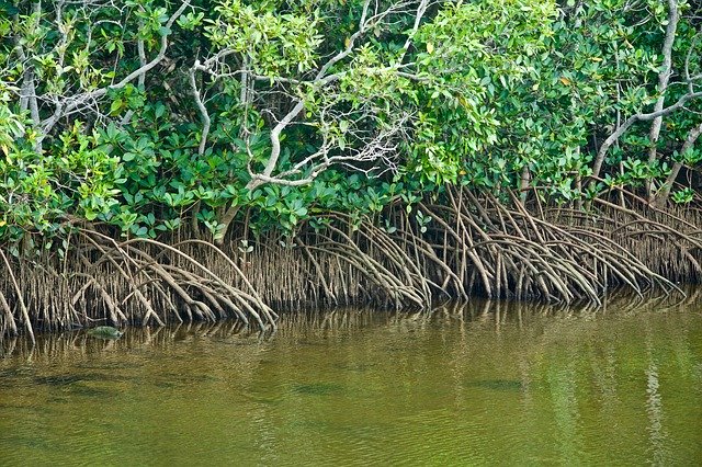 Free download Mangroves Tropical Water -  free photo or picture to be edited with GIMP online image editor