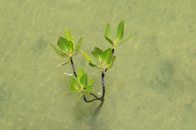 Free picture Mangrove Water Tropical -  to be edited by GIMP free image editor by OffiDocs