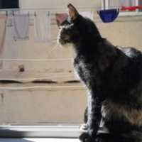 Free download Mangui free photo or picture to be edited with GIMP online image editor