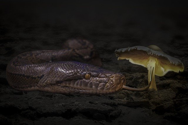 Free download Manipulation Animal Snake -  free photo or picture to be edited with GIMP online image editor