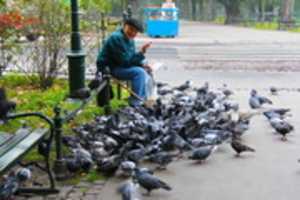 Free download man_old_man_friendly_smiling_feeding_pigeons_krakow_poland-992038.jpg!d free photo or picture to be edited with GIMP online image editor