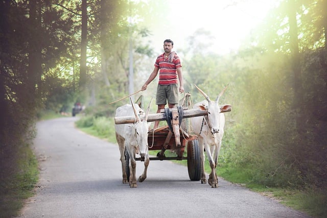 Free download man road cows village india free picture to be edited with GIMP free online image editor