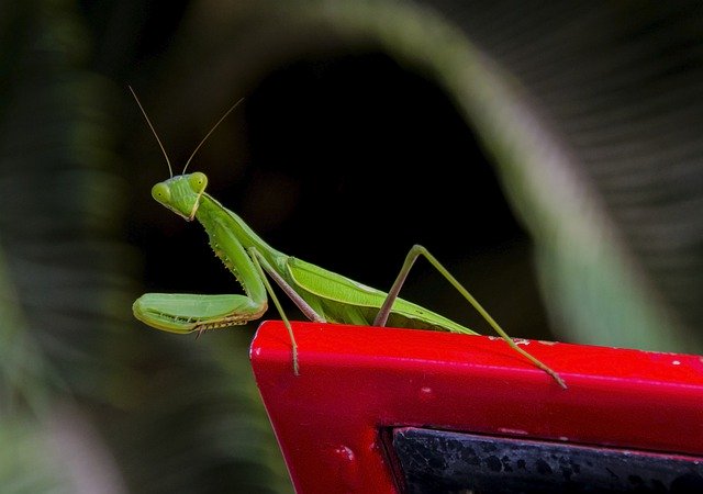Free download Mantis Bug Insect -  free photo template to be edited with GIMP online image editor