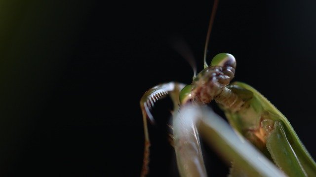Muat turun percuma Mantis Bug Summer - foto atau gambar percuma untuk diedit dengan editor imej dalam talian GIMP