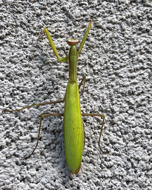 Free download Mantis Green Eyes -  free photo or picture to be edited with GIMP online image editor