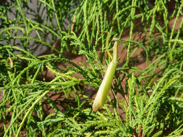 Free download Mantis Green Garden -  free photo or picture to be edited with GIMP online image editor