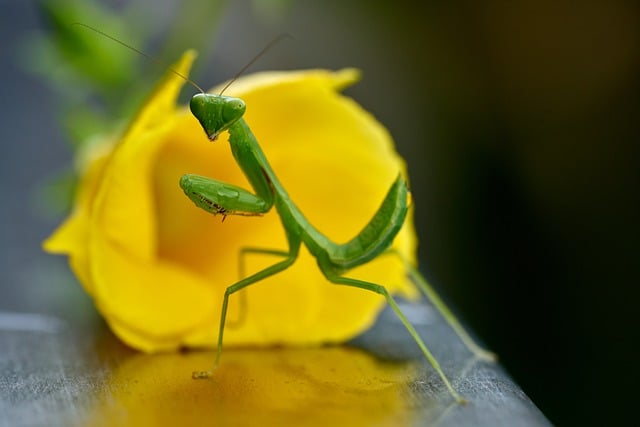 Téléchargement gratuit d'une image gratuite d'insecte mante religieuse verte à modifier avec l'éditeur d'images en ligne gratuit GIMP