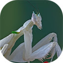 mantis orchid flower beautiful mantis flower  screen for extension Chrome web store in OffiDocs Chromium