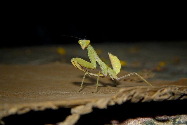 Free picture Mantis Photography Good -  to be edited by GIMP free image editor by OffiDocs