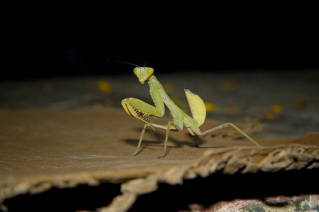 Bezpłatne pobieranie Mantis Photography Good - bezpłatne zdjęcie lub obraz do edycji za pomocą internetowego edytora obrazów GIMP