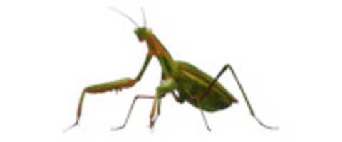 Free picture mantis religiosa png by the goat 666 to be edited by GIMP online free image editor by OffiDocs