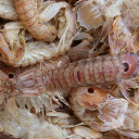 Mantis shrimp  screen for extension Chrome web store in OffiDocs Chromium