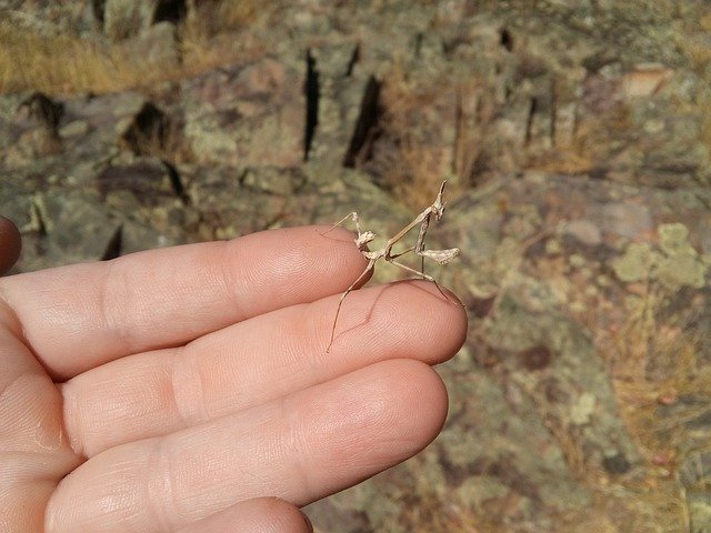 Free download Mantis Stick Insect Hand -  free photo or picture to be edited with GIMP online image editor