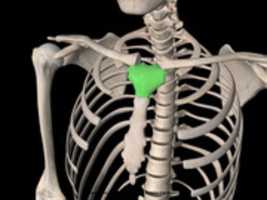 Free download manubrium-of-sternum-1024x768 free photo or picture to be edited with GIMP online image editor