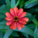 Many petaled orange red flower  screen for extension Chrome web store in OffiDocs Chromium