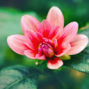 Many petaled red flower  screen for extension Chrome web store in OffiDocs Chromium