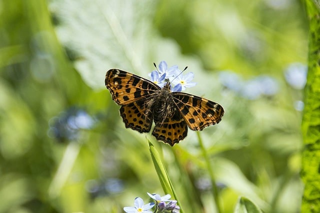 Free download map insect butterfly entomology free picture to be edited with GIMP free online image editor