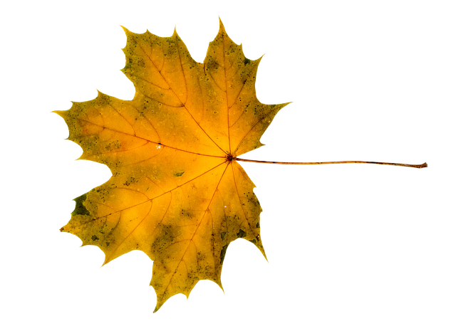 Free download Maple Acer Tree -  free photo or picture to be edited with GIMP online image editor
