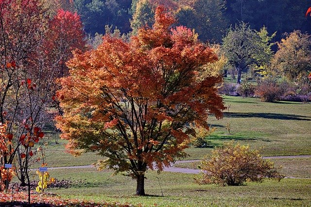 Scarica gratuitamente Maple Autumn Emerge Fall: foto o immagine gratuita da modificare con l'editor di immagini online GIMP
