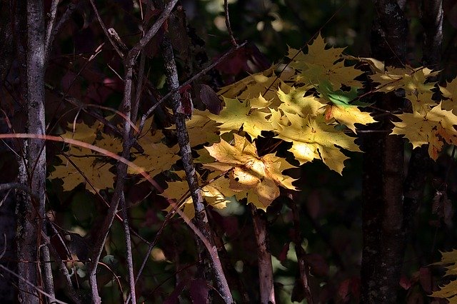 Free download Maple Autumn Leaves -  free photo or picture to be edited with GIMP online image editor