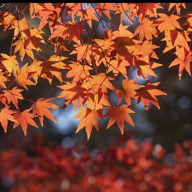 Baixe gratuitamente a imagem gratuita das folhas de outono do bordo, folhagem de outono, para ser editada com o editor de imagens on-line gratuito do GIMP