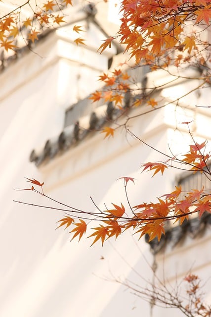 Free download maple autumn leaves tree branches free picture to be edited with GIMP free online image editor