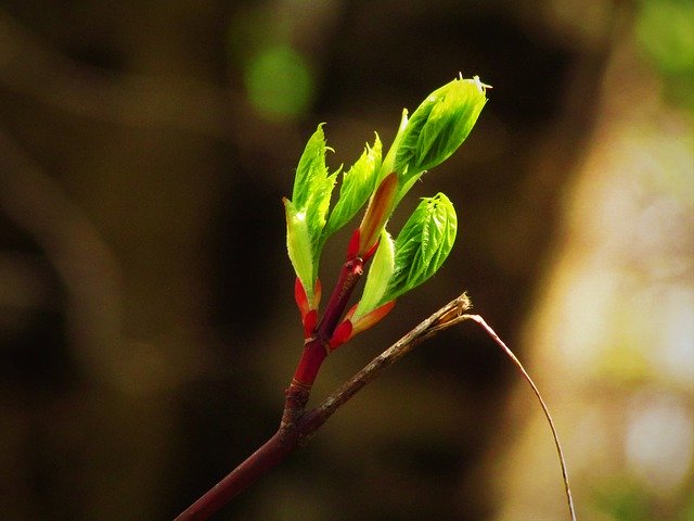 Free download Maple Budding Tree -  free photo or picture to be edited with GIMP online image editor