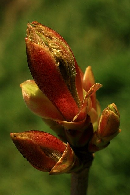 Free download Maple Bud Nature -  free photo or picture to be edited with GIMP online image editor