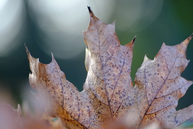 Free download maple fall brown leaves free picture to be edited with GIMP free online image editor