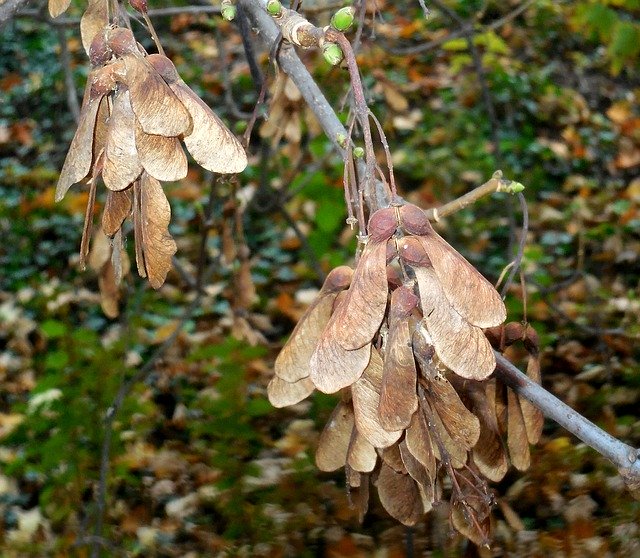 Free download Maple Fetus Dvounažka -  free free photo or picture to be edited with GIMP online image editor