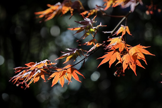 Free download maple japanese maple maple leaf free picture to be edited with GIMP free online image editor