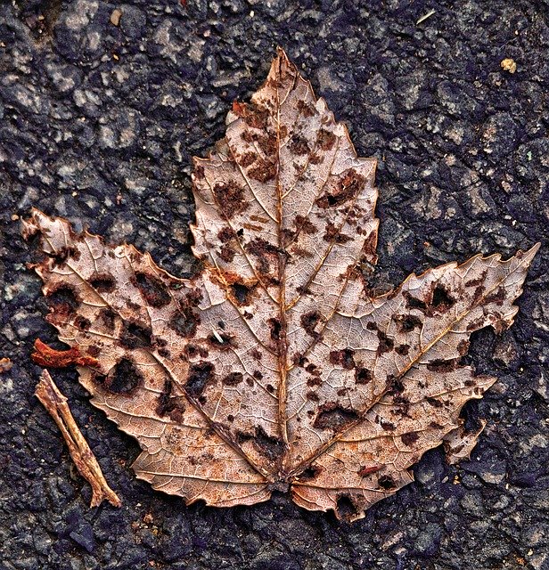 Free picture Maple Leaf Asphalt -  to be edited by GIMP free image editor by OffiDocs