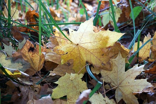 Free download Maple Leaf Autumn Fall Foliage -  free free photo or picture to be edited with GIMP online image editor