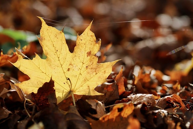 Free download maple leaf autumn leaves free picture to be edited with GIMP free online image editor