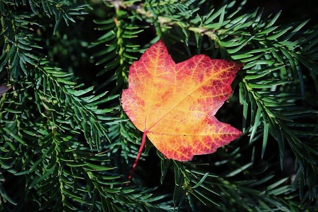 Descarga gratuita hoja de arce hojas de otoño hoja caída imagen gratuita para editar con el editor de imágenes en línea gratuito GIMP