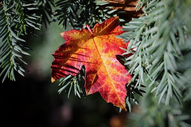 Бесплатно скачать кленовый лист осенние листья листья бесплатно изображение для редактирования с помощью бесплатного онлайн-редактора изображений GIMP