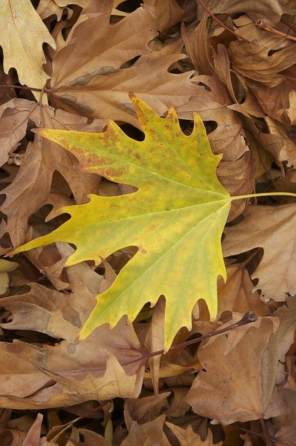 Free download Maple Leaf Foliage Autumn -  free photo or picture to be edited with GIMP online image editor