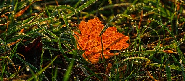 Free download Maple Leaf Grass Dewdrop -  free free photo or picture to be edited with GIMP online image editor