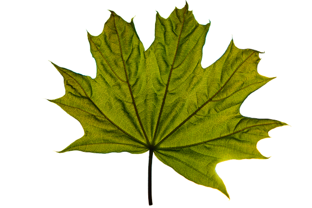 Free download Maple Leaf Green Transparent -  free illustration to be edited with GIMP free online image editor