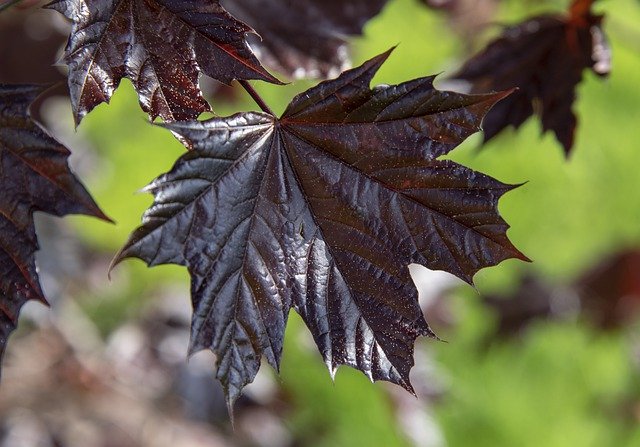 دانلود رایگان Maple Leaf Nature - عکس یا تصویر رایگان برای ویرایش با ویرایشگر تصویر آنلاین GIMP