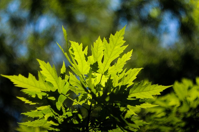 Free download maple leaf summer nature blue free picture to be edited with GIMP free online image editor